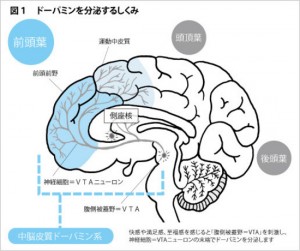 %e3%83%89%e3%83%bc%e3%83%91%e3%83%9f%e3%83%b3